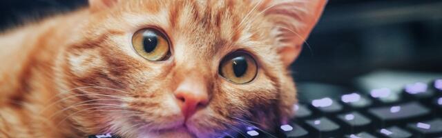 Keyboard Shortcuts I Learned From My Cat