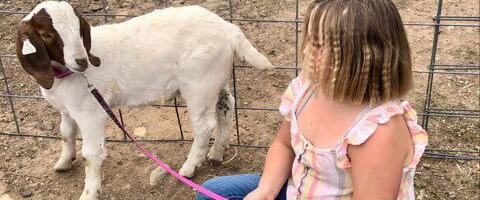 The viral story of a girl and her goat explains how the meat industry indoctrinates children