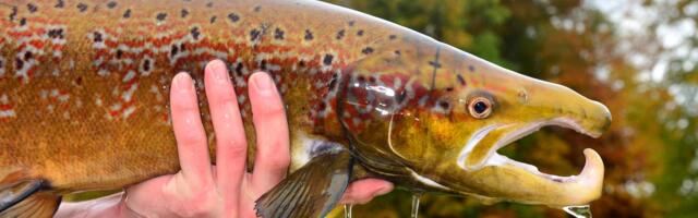 Oops, we accidentally drugged the world’s fish