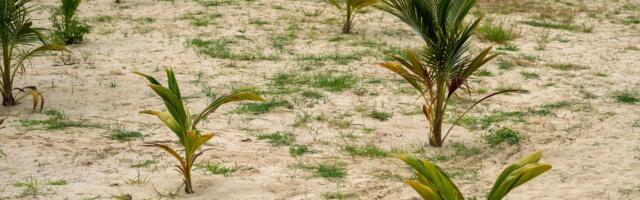 Palm oil supplies over a third of all the vegetable oil on Earth while using less than a tenth of the land devoted to oil crops — the most efficient fat humanity has ever found, and the most controversial