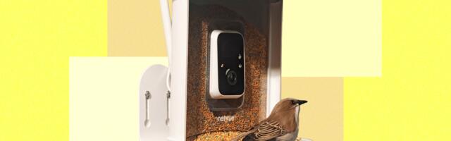 Best Bird Feeders With Cameras, Tested and Reviewed (2025)