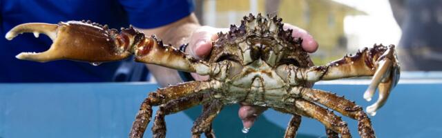 Scientists will unleash an army of crabs to help save Florida’s dying reef