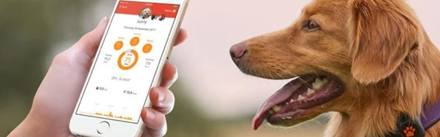 Is IoT for pets about to take off?