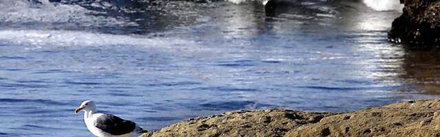 Protections for nesting gulls (among other uniquely Californian headaches) delayed repairs to Santa Cruz wharf