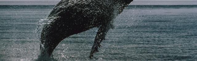 XRP Hits 12-Year Milestone With Over 2,700 Whales, Holding Over 1M XRP, Onchain Data Show
