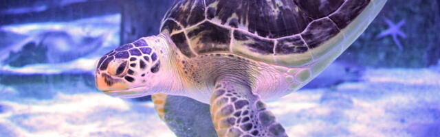 Green sea turtle gets relief from “bubble butt” syndrome thanks to 3D printing
