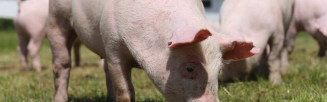 The FDA Just Approved the First CRISPR-Edited Pigs for Food