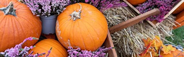 Your Perfect Thanksgiving Menu Can Be Planned in Seconds With AI