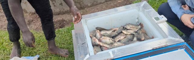 Affordable cold boxes poised to help tackle food waste for small farmers in East Africa