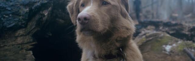 Frightening Good Boy trailer will have you asking, Does the dog die?
