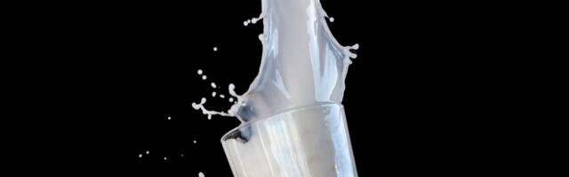 The terrifying reality behind one of America’s fastest-growing dairy brands