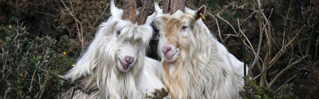 Age of Empires II’s goats used as AI building blocks to build a neural network — goaty experiment mocks the idea of chatbot consciousness, Microsoft AI researcher’s project makes an absurdist point about AI consciousness