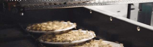 AI can now farm crickets (and hopefully solve world hunger in the process)