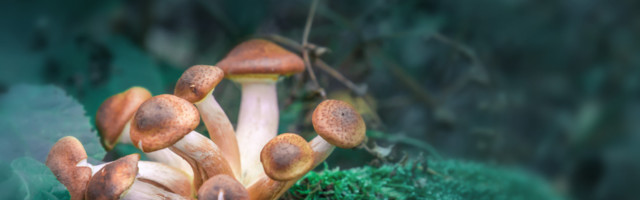 Oxford-based Beckley Psytech lands €49 million to develop psychedelic medicine breakthroughs