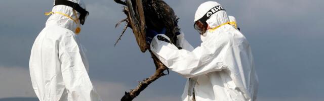 Yes, bird flu is a threat. It’s time to take it seriously.