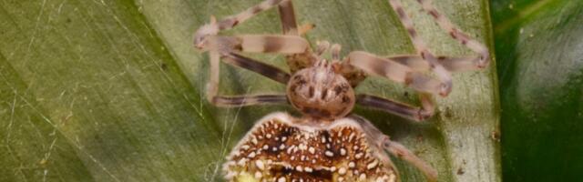 ‘Last of Us’ Spider Pretends to Be a Zombie Fungus—and It’s Bizarrely Brilliant