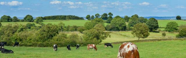 VistaMilk: sustainability is being innovated for dairy farming in Ireland