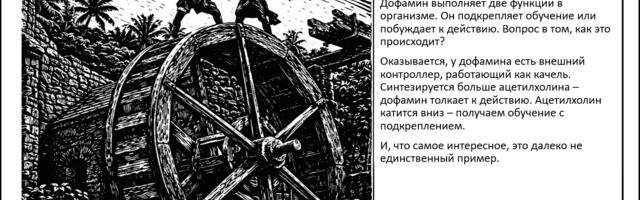 Ацетилхолин определяет роль дофамина