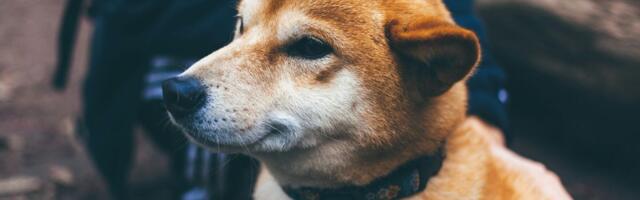 Dogecoin Craze Grips Korea, Fuels Price Premium on Local Giants Upbit and Bithumb