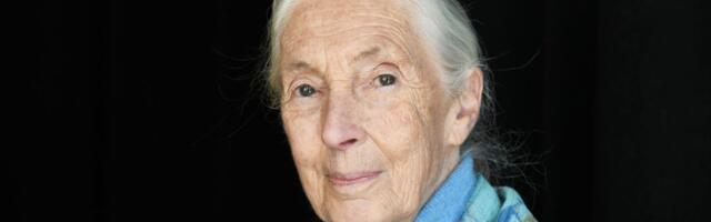 Jane Goodall worked into her 90s. Here are 5 lifestyle habits that might explain how she stayed 'fit as a fiddle' for so long.