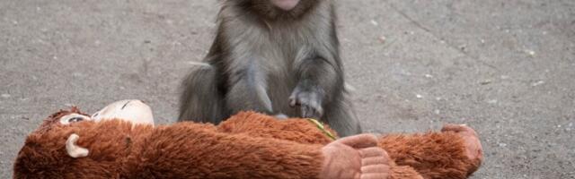 Punch the Monkey’s Enclosure Allegedly Invaded as Memecoin-Pumping Stunt
