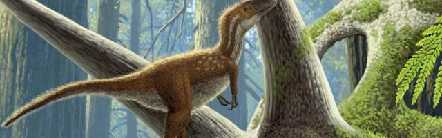 T. Rex Babies Were No Bigger Than House Cats—But Already Deadly