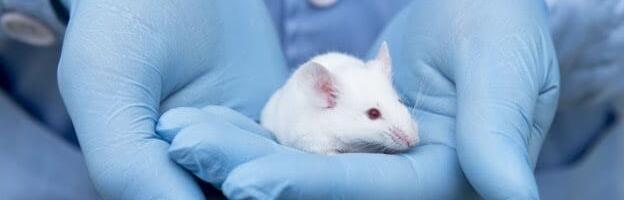 3D printed organs could offer alternative to animal testing