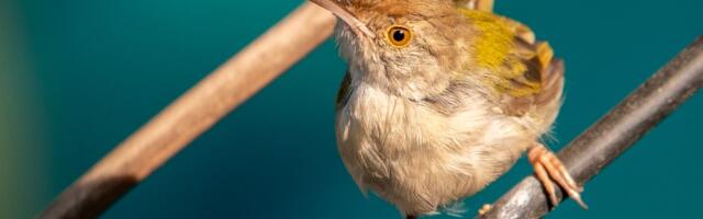 How does this bird know how to sew?