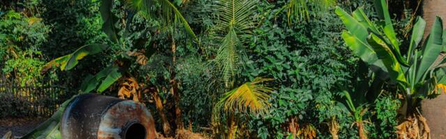 Borneo’s rainforest is frequently dated to around 130 million years old — older than the Andes mountains themselves — yet a single tree planted in rows has replaced vast stretches of it within a few decades