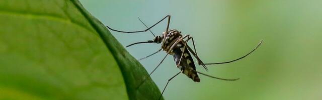 Why we don’t actually want a world without mosquitoes