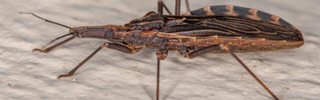 The Kissing Bug Disease Has Permanently Moved Into the U.S.