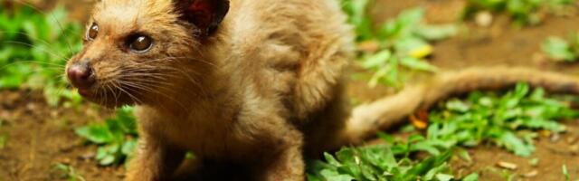 Fermentation is key to coffee beans gleaned from civet feces Fermentation is key to coffee beans gleaned from civet feces