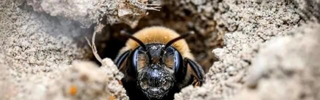Millions of Bees Have Thrived Under a New York Cemetery for More Than a Century