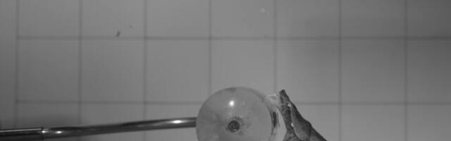 This Is What a Venomous Snake Bite Looks Like at 1,000 Frames per Second