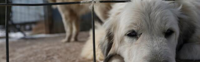 American voters support animal welfare — and MAGA is seizing on it