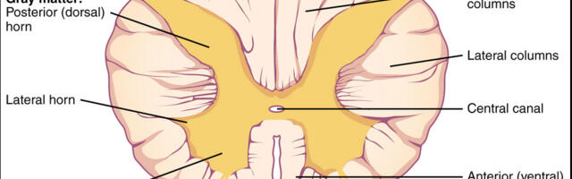 [Перевод] Вы — это не только ваш мозг: три мозга в нашем теле