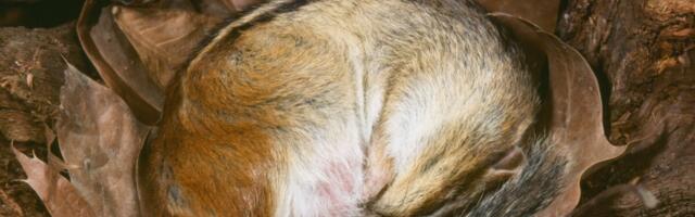 Hibernation’s Hidden Healing ‘Superpowers’ Could Be Locked in Our DNA
