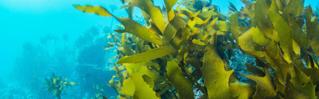 Kelpi raises £3m to replace plastic packaging with seaweed coating