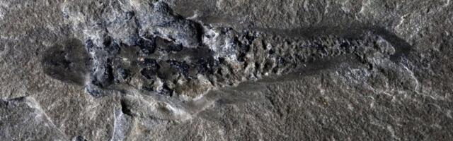 506-Million-Year-Old ‘Mothra’ Fossil Shows the Weirdness of Early Life