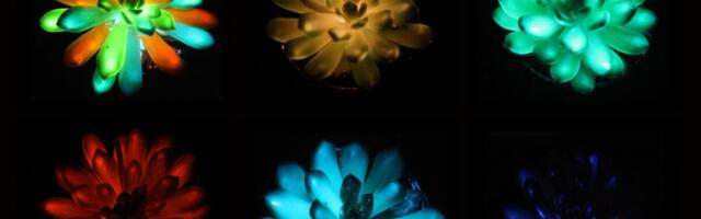 Glow-in-the-Dark Succulents Could Be the Future of Ambient Lighting