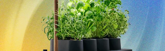 Auk Mini Review: Start Your Own Seeds, Scandinavian Style