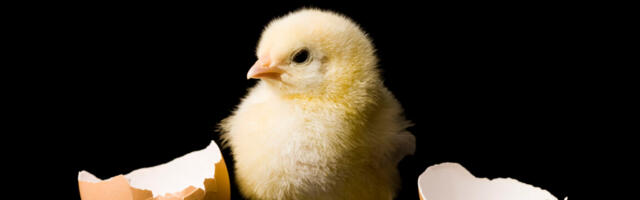 From chickens to humans, animals think "bouba" sounds round