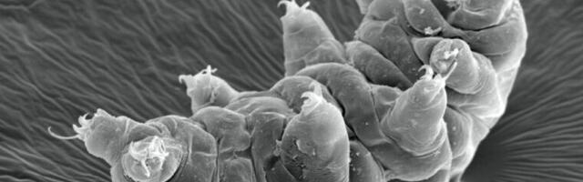 Studies reveal new clues to how tardigrades can survive intense radiation