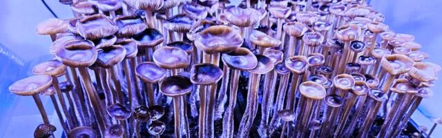 Psychedelic Mushrooms Are Getting Much, Much Stronger