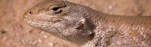 The tiny lizard that will test Trump’s “drill, baby, drill” agenda