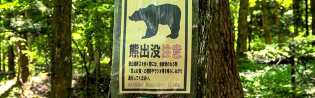 The strange reason why bears are attacking people in Japan