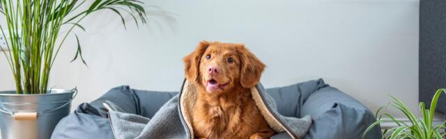 Qventures and Techstars co-lead $450,000 round for pet insurer Fluffy
