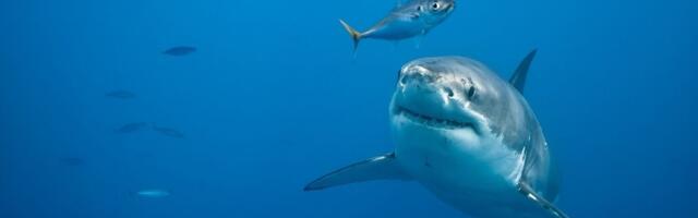 Locally made RPELA added to Shark Deterrent Rebate scheme