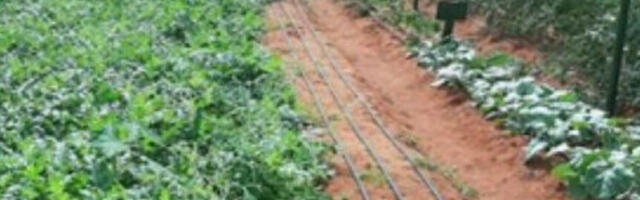 Innovative irrigation system powered by solar and wind energy