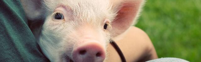 Want to help animals? Here’s where to donate your money.